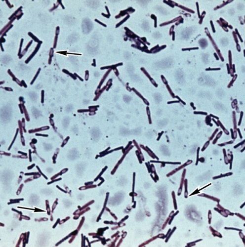 капсулы бактерий