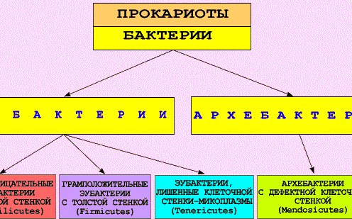 Классификация и систематика