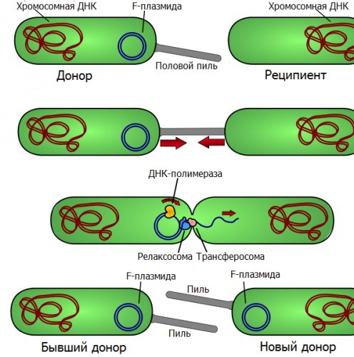 Конъюгация у бактерий —