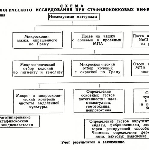 Стафилококки