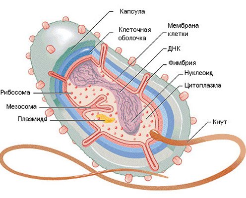 Основные формы бактерий