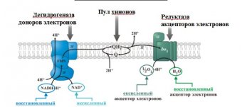 Breathing Microbiology