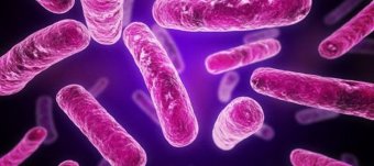 Medical Microbiology Stages