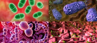 Basis Of Microbiology And Virology