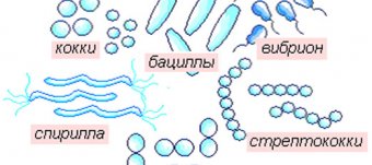 Basic Bacteria