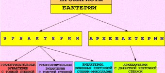Bacteria Microbiology System