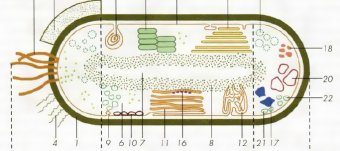 Bacterial Cell Construction Microbiology