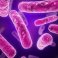 Medical Microbiology Stages