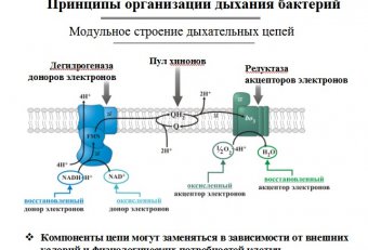 Breathing Microbiology