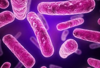 Medical Microbiology Stages