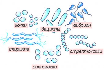 Basic Bacteria