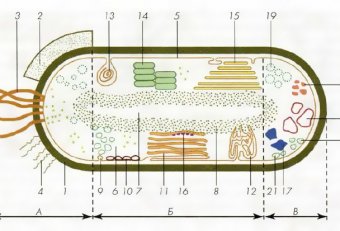 Bacterial Cell Construction Microbiology